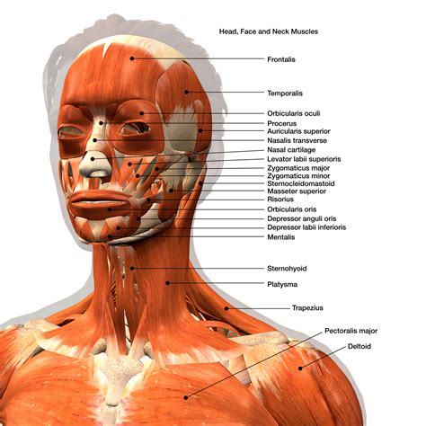 14 Ideias De Musculos Faciais Musculos Da Face Musculos Anatomia | Porn Sex Picture