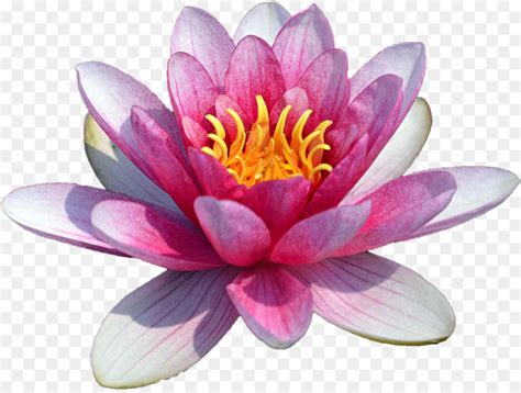 Water lily Nelumbo nucifera Flower Stock photography - Lotus flowers png download - 780*1172 ...