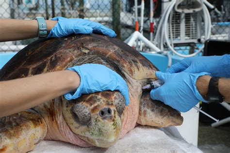 400-Pound Loggerhead Sea Turtle, Endangered Species, Run Over by Cars in Florida - Newsweek