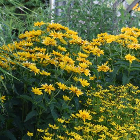 Photo Essay | 16 Yellow Perennials | Perennial Resource