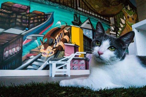 The Bay Area's first-ever cat café is now open in Oakland | Cats, Cat ...