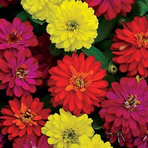 Double Zahara™ Brilliant Mix Zinnia Seeds - Seedsheirloom