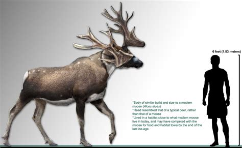 Irish Elk Size Comparison