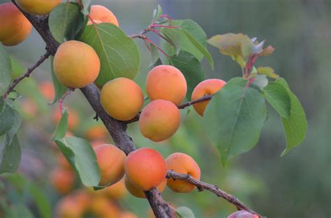 Dwarf Puget Gold Apricot Tree - Easiest growing apricot tree! (2 years – Online Orchards