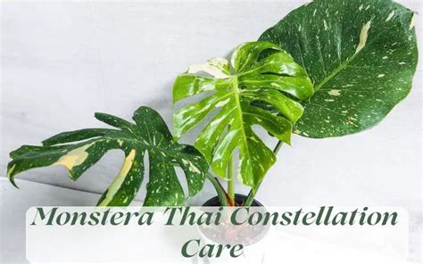 Monstera Thai Constellation Care (Growth Rate, Light, Water)