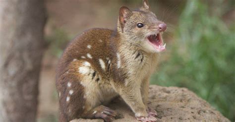 Quoll - A-Z Animals