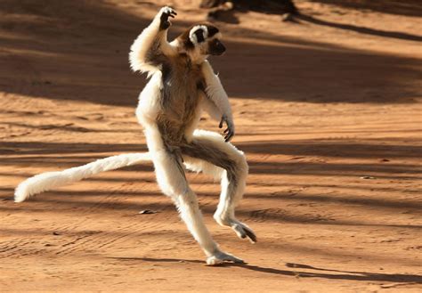 Lemur-sifaka-dancing-1024x711 - Original World Travel : Original World ...