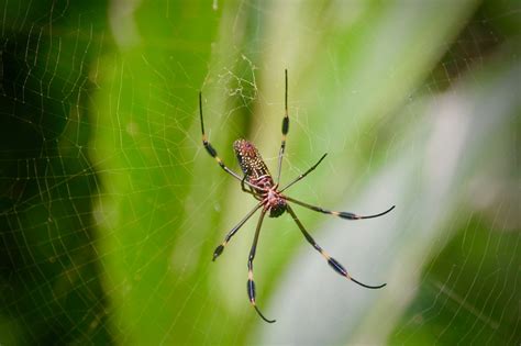 Golden Silk Orb Weaver (Nephila Clavipes) - Golfo Dulce Retreat ...