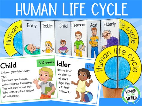 Four Stages Of Human Life Cycle Activity Worksheets