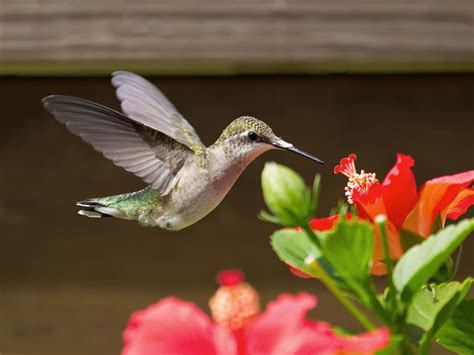 Ruby-throated Hummingbird Migration: A Complete Guide | Birdfact