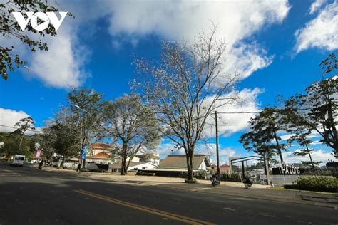 Hoa Ban blossoms serve to beautify streets of Da Lat | VOV.VN