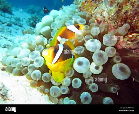 clownfish in bubble-tip anemone Stock Photo - Alamy