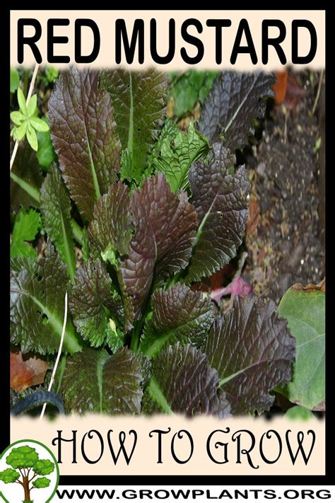 Red mustard - How to grow & care