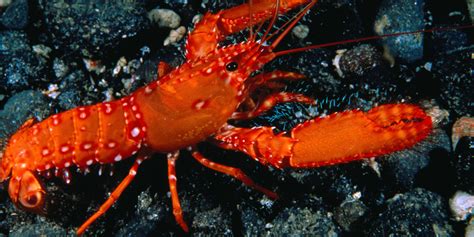 Lopsided Lobsters - Light of the Moon Cafe