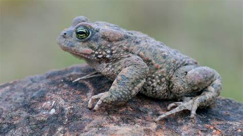 Natterjack toad - Pesticide Action Network UK