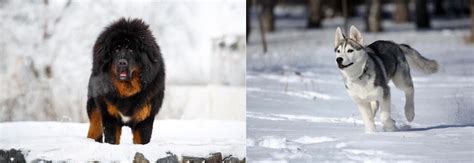 Is the Tibetan Mastiff Siberian Husky Mix Double Trouble?