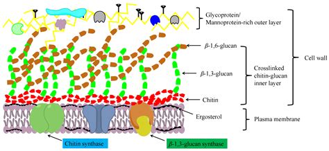 JoF | Free Full-Text | Recent Advances in Chitin Biosynthesis ...