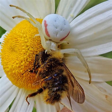 Misumena vatia (Goldenrod Crab Spider) – 10,000 Things of the Pacific Northwest