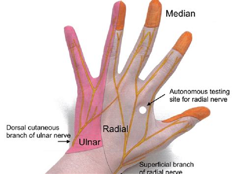 Ulnar Nerve Hand Anatomy