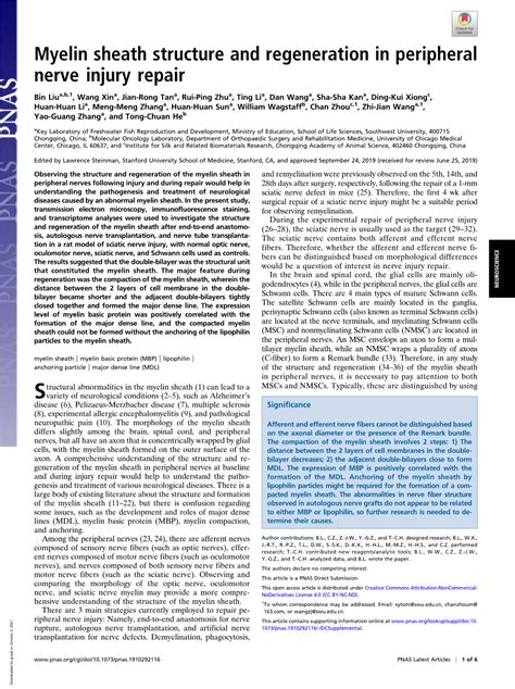 Myelin Sheath Structure and Regeneration in Peripheral Nerve Injury Repair - DocsLib