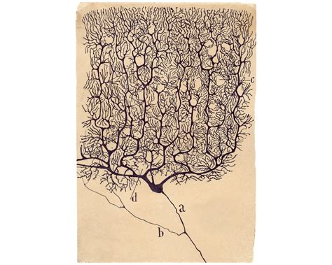 Neuron drawing by Santiago Ramón y Cajal Antique brain | Etsy