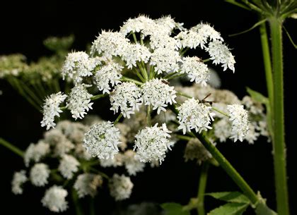 Southeastern Arizona Wildflowers and Plants - An identification guide ...