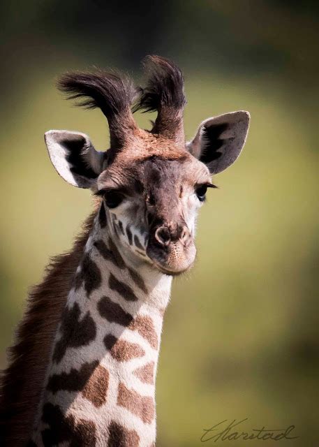 Elsen Karstad's 'Pic-A-Day Kenya': Young Masai Giraffe, Masai Mara Kenya