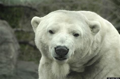 Gus, Central Park Zoo's Polar Bear, Has Died | HuffPost