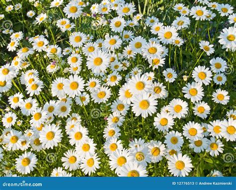 Spring Daisies stock image. Image of garden, seasons - 12776513