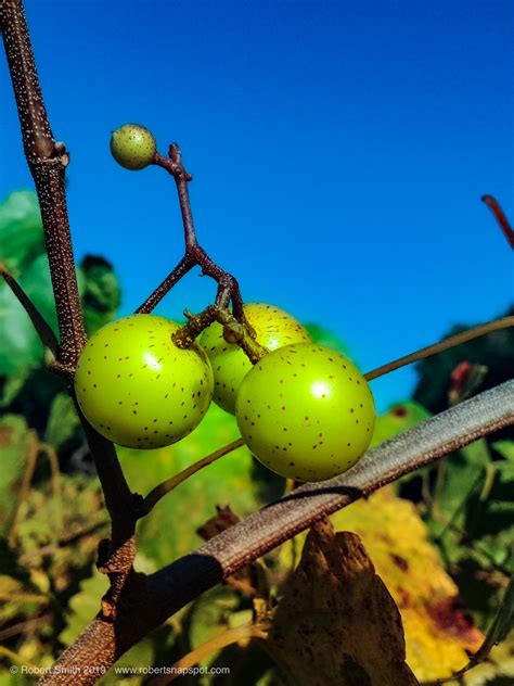 Muscadine Grapes Growing on the Vine – Robert's Snap Spot