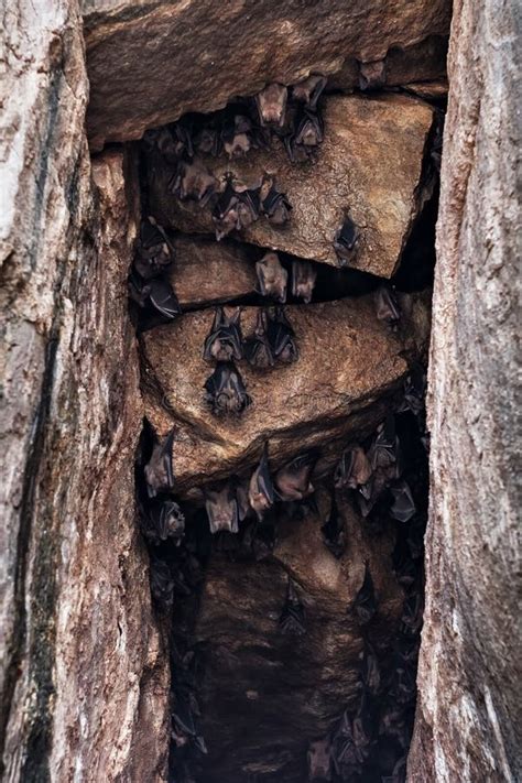 Bat Colony In Cave. Greater Mouse-eared Bat, Myotis Myotis, In The ...