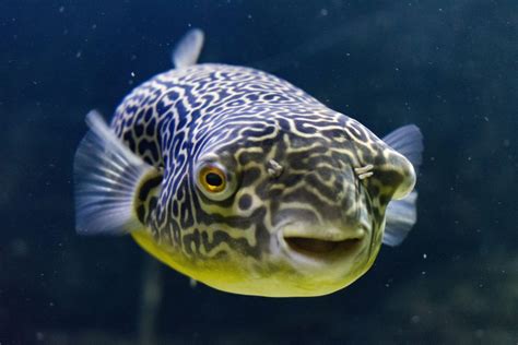 Universal Antarktis Lippen puffer fish freshwater types Karu ...