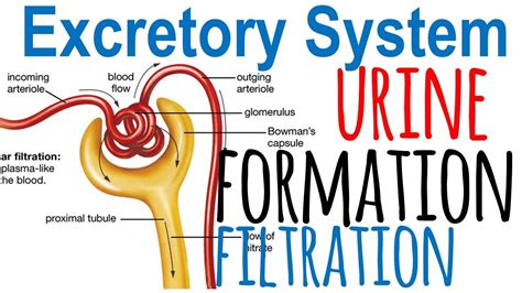 😊 Describe the process of urine formation in the kidneys. describe the process of urine ...