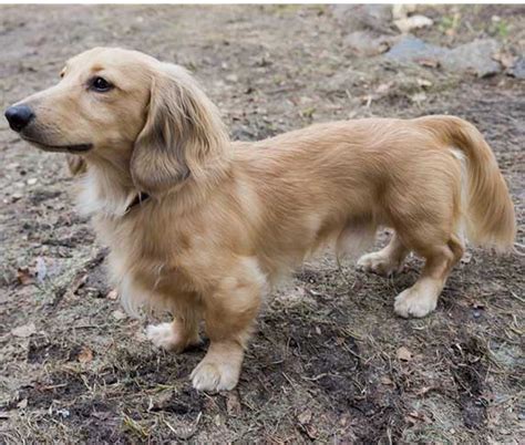 Golden Retriever Dachshund Mix (Golden Dox) Info, Pictures, & Facts ...