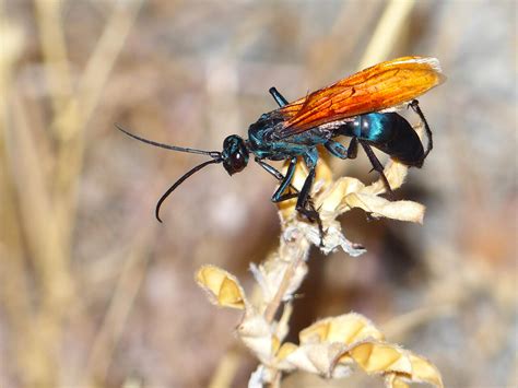 Tarantula Hawk Wasp | Arachnoboards