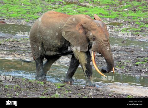 Forest Elephant (Loxodonta cyclotis), Dzanga Ndoki National Park, SW Central African Republic ...