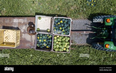 Watermelon Harvest. Farm workers picking Watermelons in a field Stock ...