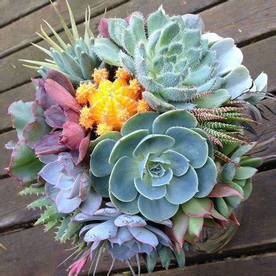 Bouquet of Cactus🌵 (@bouquet_cactus) | Twitter