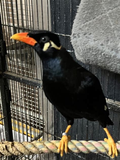 Greater Indian Hill Mynah (5yrs/male) for Sale