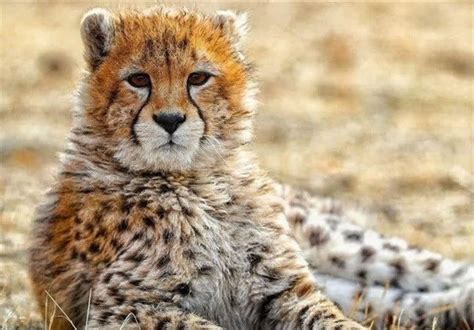 Iran's Rare Asiatic Cheetah Cub Dies of Kidney Failure - Society/Culture news - Tasnim News ...