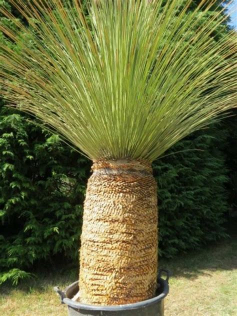 Dasylirion longissimum - Mexican Grass Tree | World of Succulents