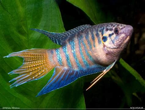 Macropodus opercularis – Paradise Fish (Macropodus chinensis, Labrus opercularis) — Seriously Fish