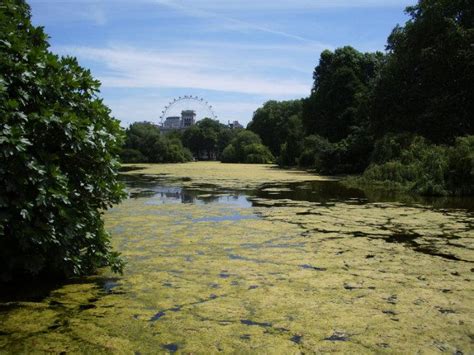 St. James's Park Lake - London