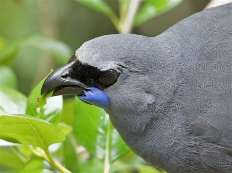 Kōkako habitat | LEARNZ