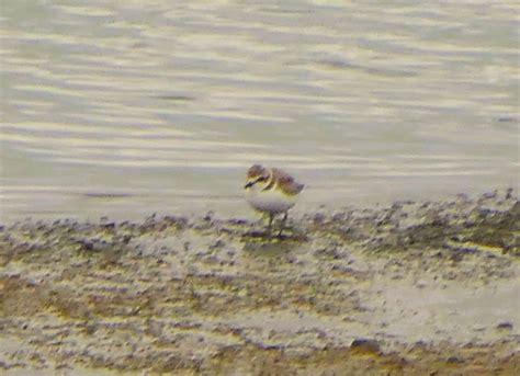 eBird Checklist - 18 Aug 2023 - Frampton Marsh RSPB Reserve - 44 species