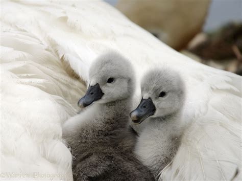 Mute Swan cygnets photo WP09550