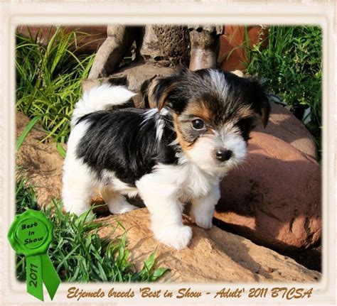 Biewer Terrier Breeders Biewer a la pom pon Biewer puppies for sale Yorkshire Terriers Breeders ...