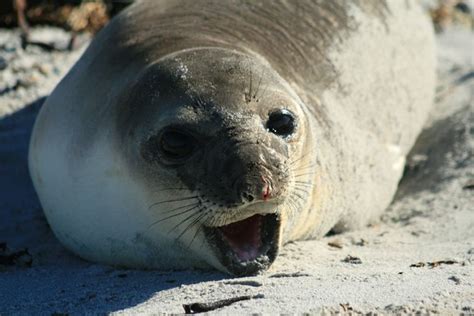 Angry Baby Elephant Seal | Explore chrispearson72's photos o… | Flickr - Photo Sharing!