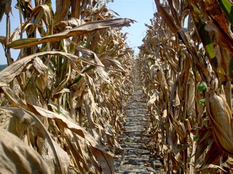 Free Corn Field Stock Photo - FreeImages.com