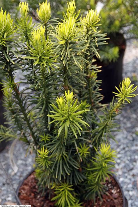 15 Dwarf Pine Trees To Grow At Home